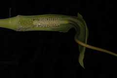 Arisaema jacquemontii